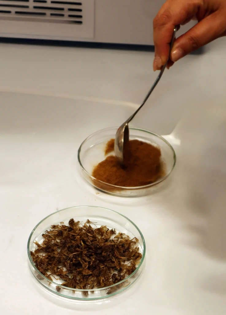 Amostras exúvias da mosca soldado negro IST - Insectera