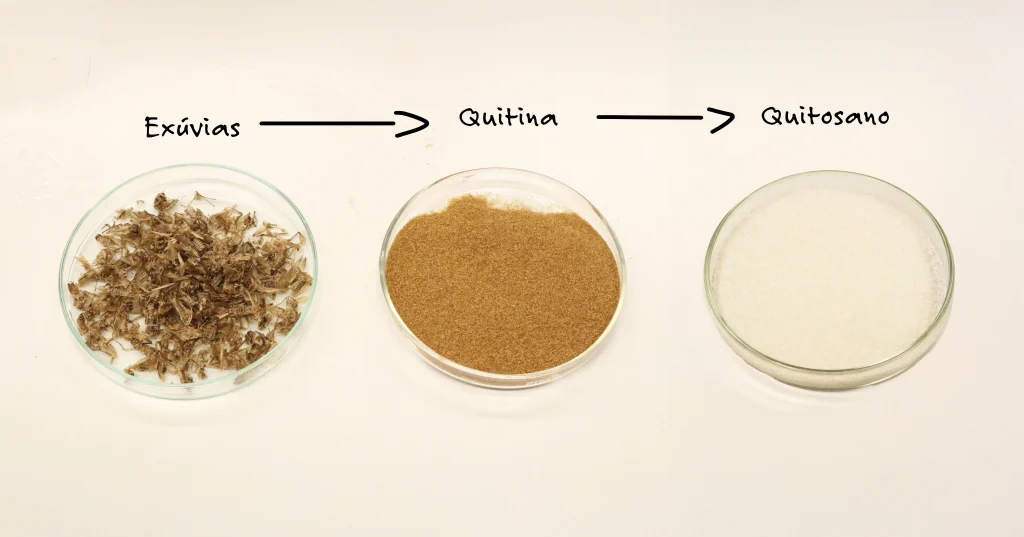 Amostras de Exúvias da mosca soldado negro, quitina e quitosano